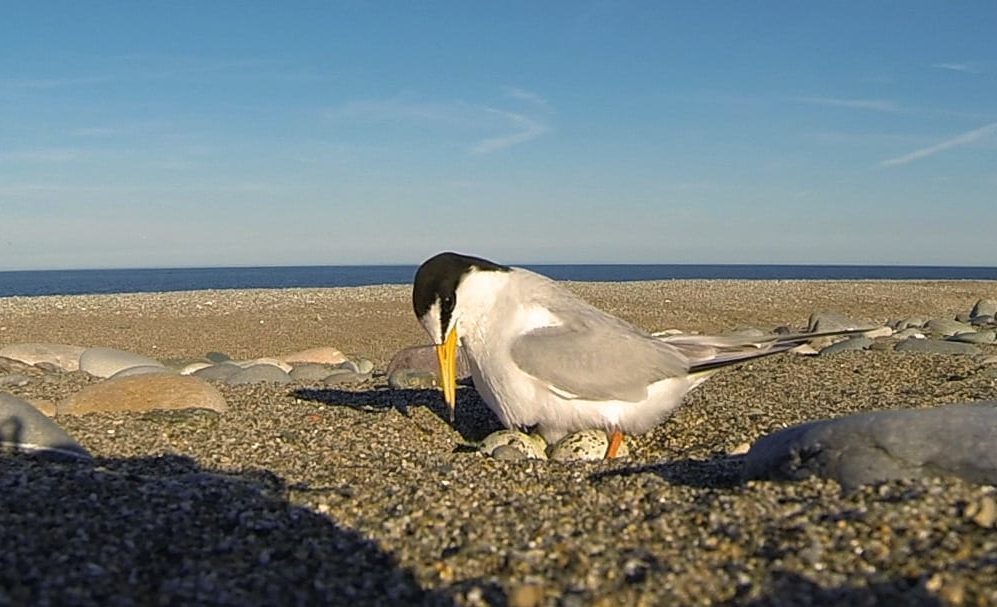 Little-Tern-Sitting-on-eggs-on-shingle-beach