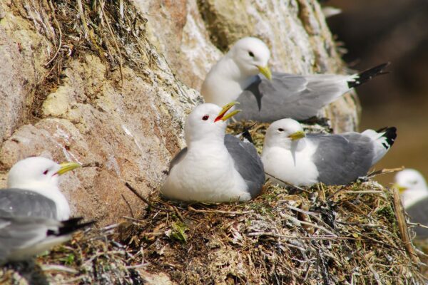 Kittiwakes-sitting-on-nests-on-a-cliff