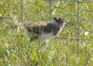 Lapwing-chick-squeezing-through-electric-fence