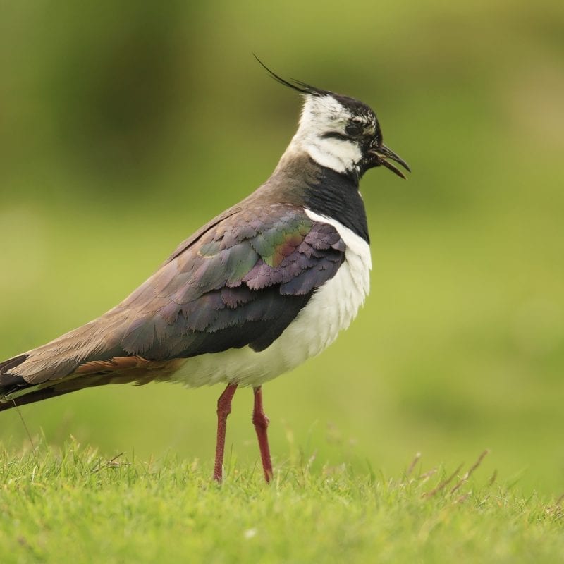 Lapwing-Green-Field-Summer-Plumage