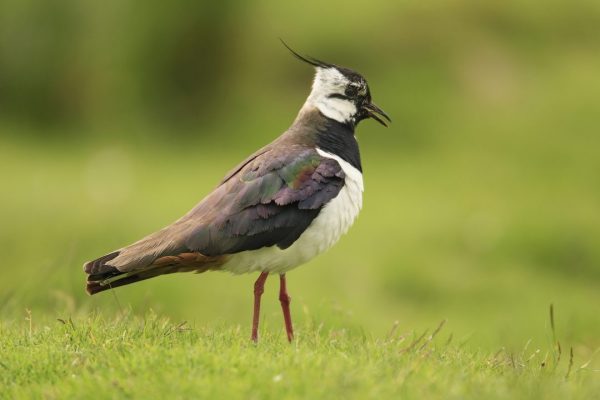 Lapwing-Green-Field-Summer-Plumage