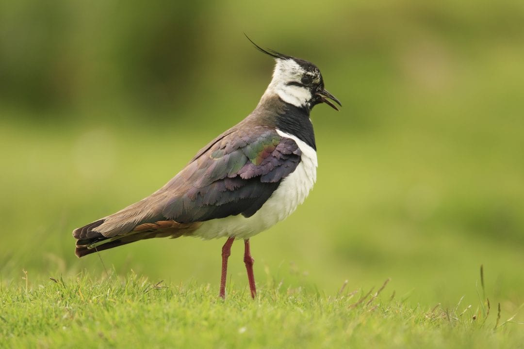 Lapwing - BirdWatch Ireland