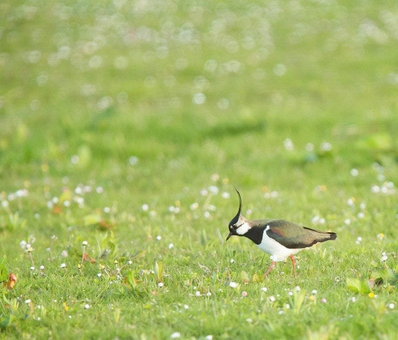 Lapwing feeding on grazed pasture in breeding season