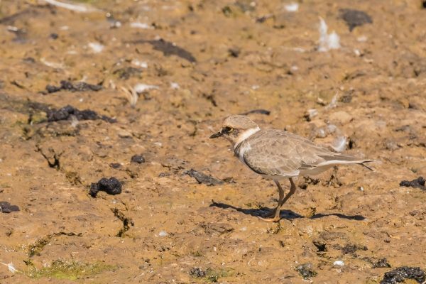 little-ringed-plover-walking-on-dried-out-mud