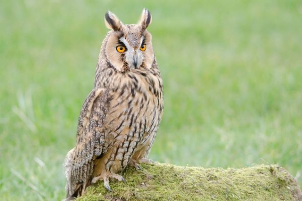 Long-eared Owl (Darrel Birkett)