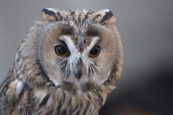 Long-eared Owl (Mirko Zammarchi)