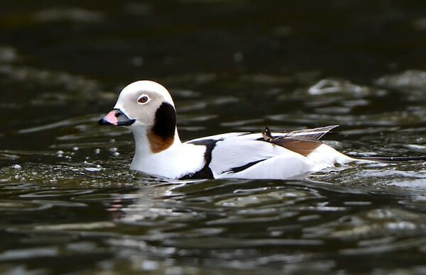 Long-tailed Duck (Dave Inman)