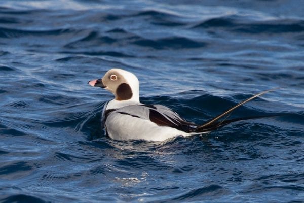 Long-tailed Duck (Don Knight)