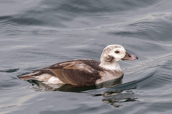Long-tailed Duck (Joseph Higbee)