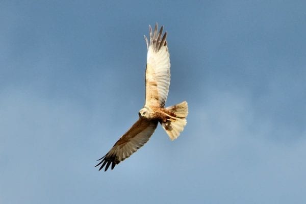 Marsh Harrier (Airwolfhound)