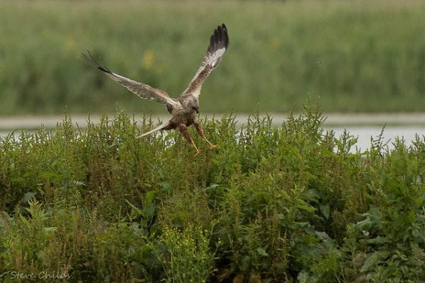 Marsh Harrier (Chris Childs)