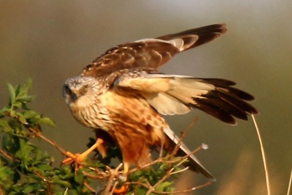 Marsh Harrier (Nick Goodrum)