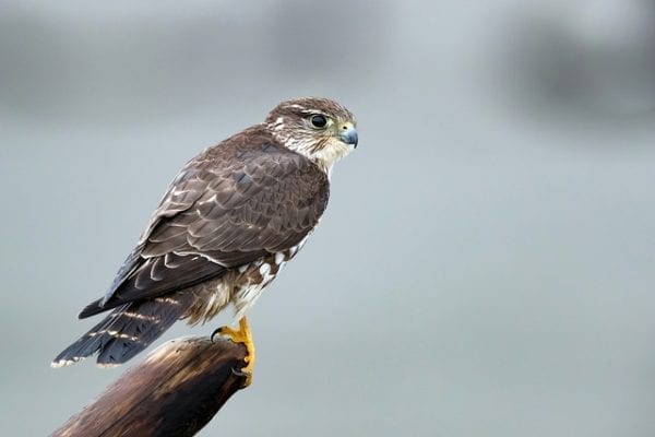 merlin falcon