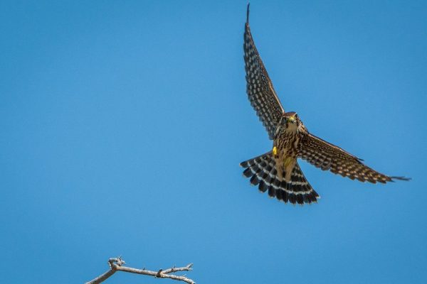 merlin falcon