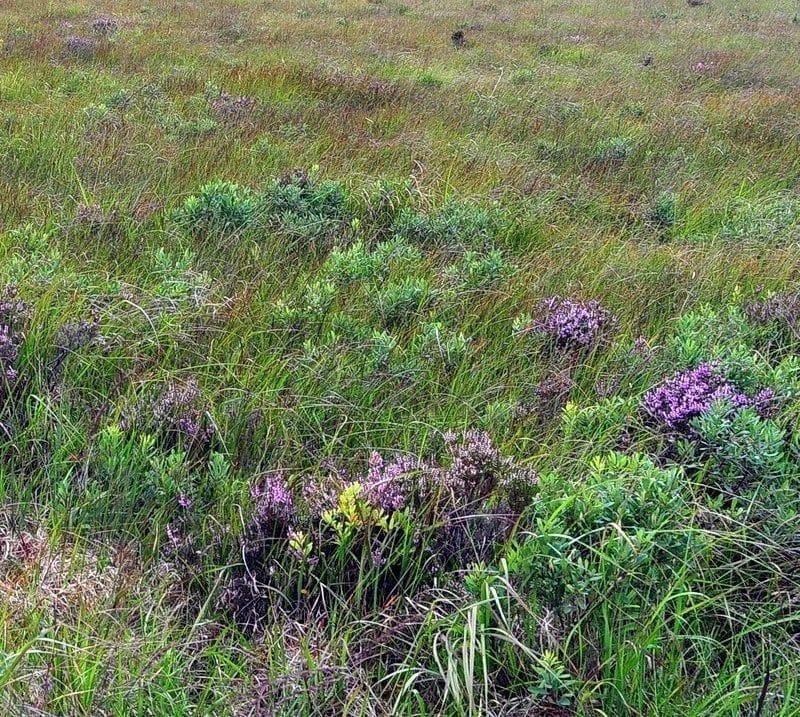 Blanket-bog-at-pettigo-plateau-donegal