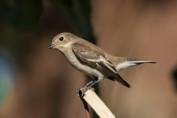 Pied Flycatcher (Daniela)