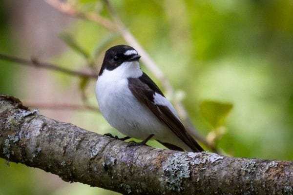 Pied Flycatcher (Lars Falkdalen Lindahl)