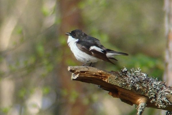 Pied Flycatcher (Werner Witte)