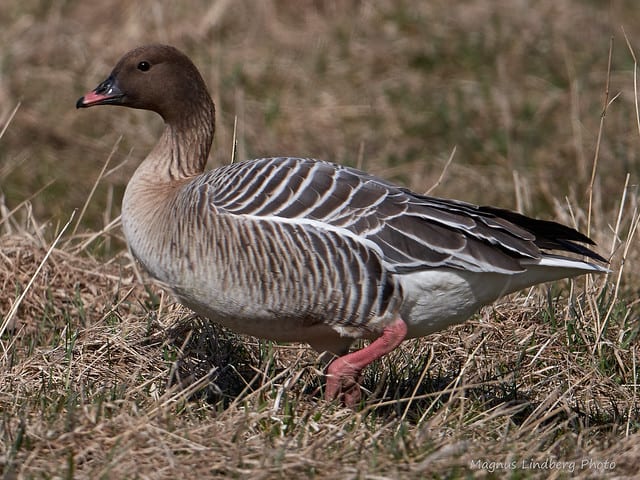 Canada goose vs outlet greylag goose