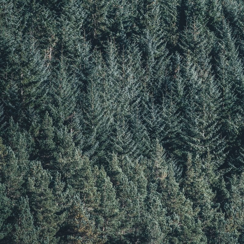 an-aerial-image-of-a-coniferous-plantation