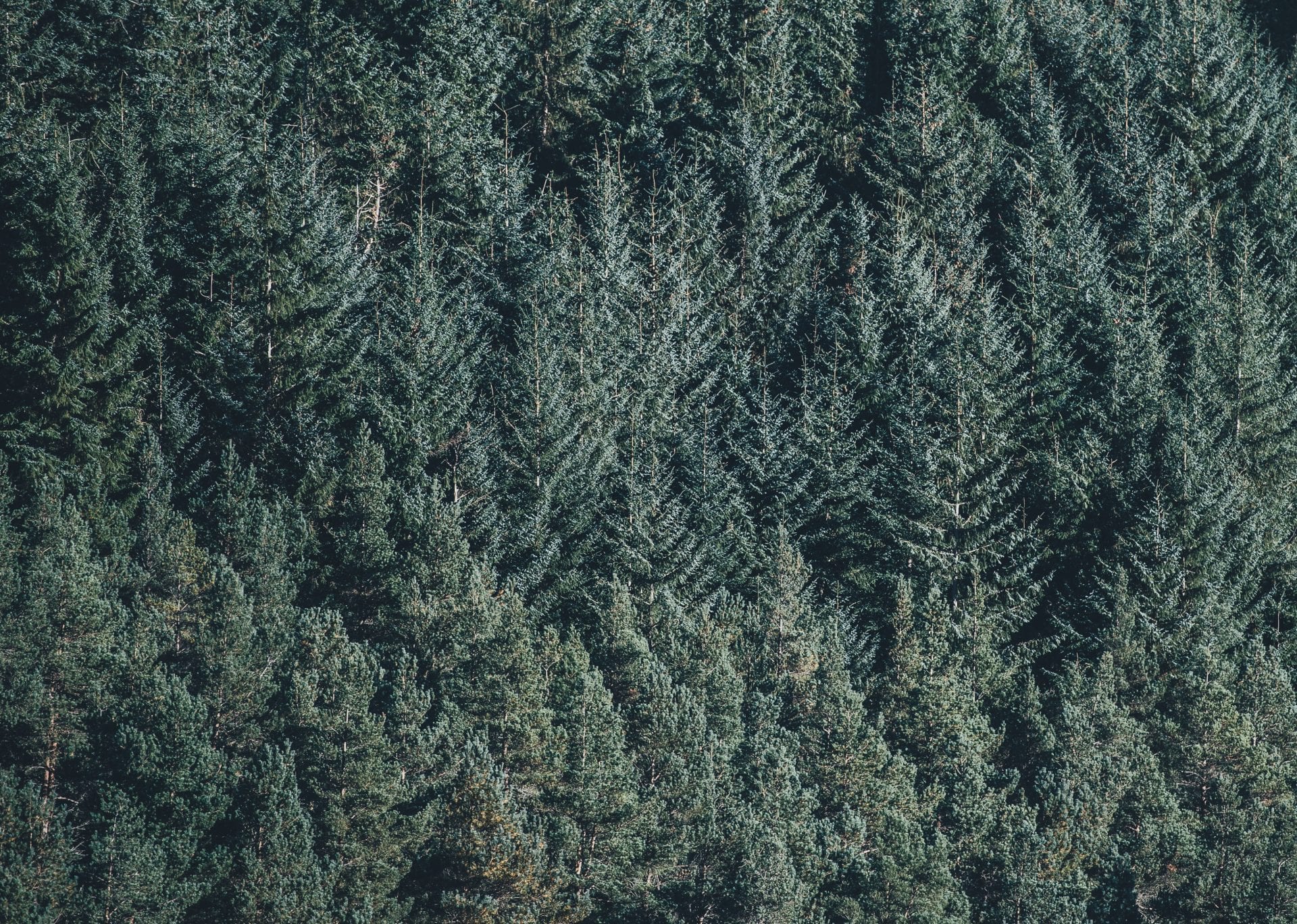 an-aerial-image-of-a-coniferous-plantation