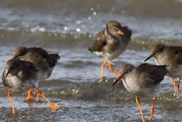 Redshank_Waders_Flock_John_Fox