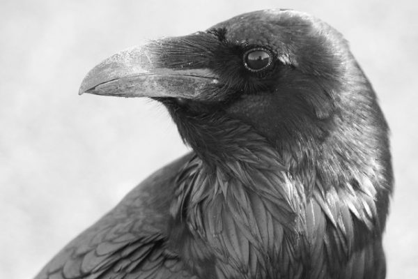 Raven (Carl Bergstrom)