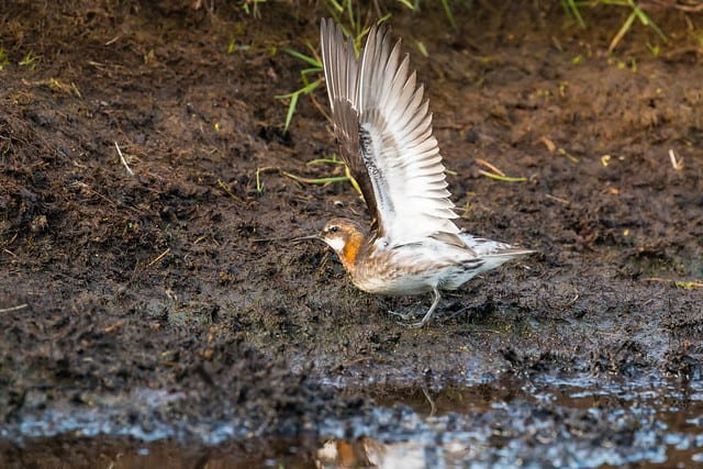 Red Necked Phalarope opening wings