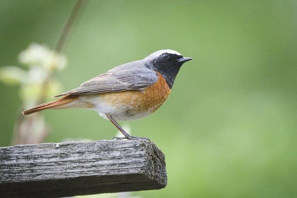 Redstart (Hedera Baltica)