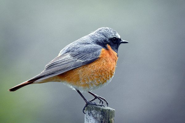 Redstart (Hedera Baltica)