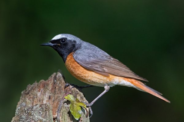 Redstart (Richard Towell)