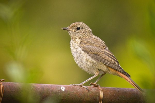 Redstart juvenile (Heldera Baltica)