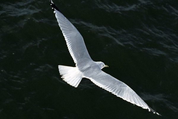 ring-billed-gull-in-flight-from-above