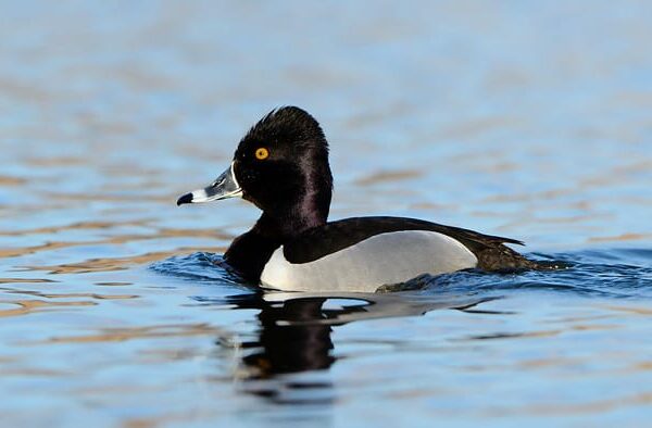 Ring necked duck (Dave Inman)