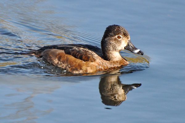 Ring necked duck female (Jim Culp)
