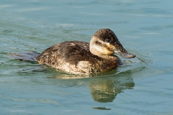 Ruddy Duck - BirdWatch Ireland