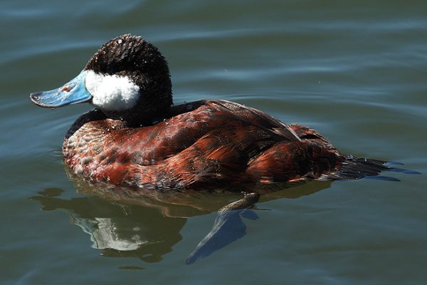 Ruddy Duck (Doug Greenberg)