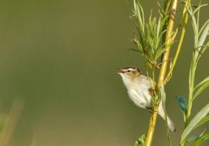 sedge-warbler-perched-on-willow