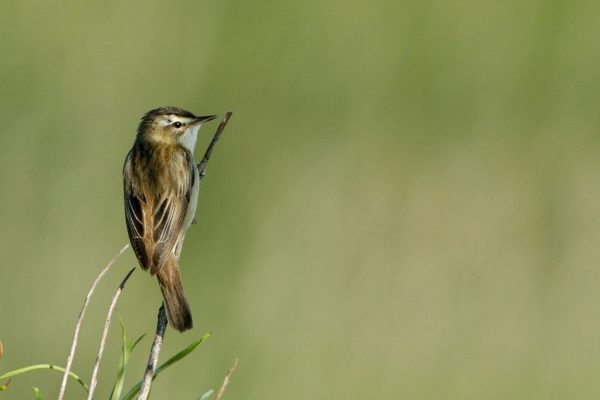 sedge-warbler-perched-on-branch