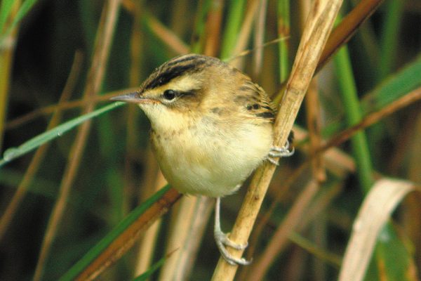 sedge-warbler-amongst-reeds