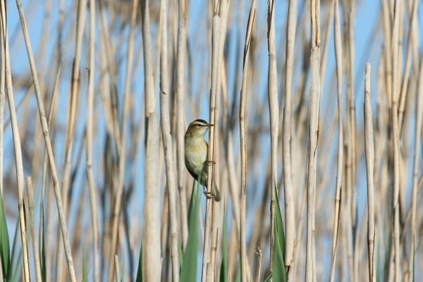 sedge-warbler-climbing-amongst-reeds