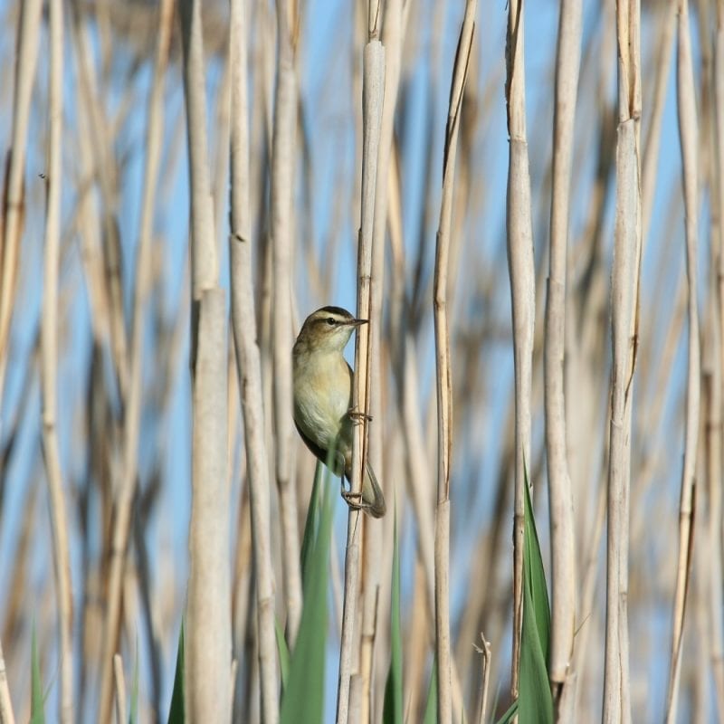 sedge-warbler-climbing-amongst-reeds