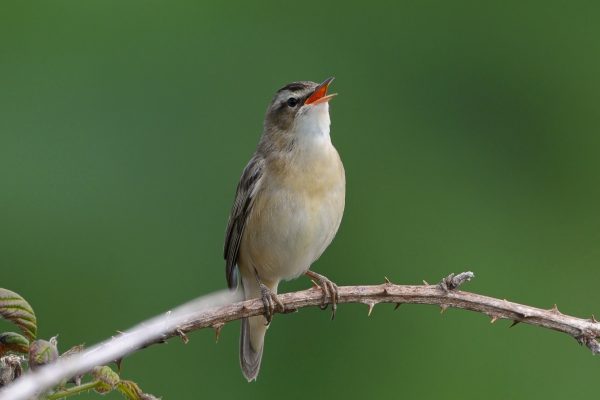 sedge-warbler-singing-from-bramble