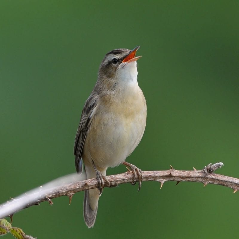 sedge-warbler-singing-from-bramble