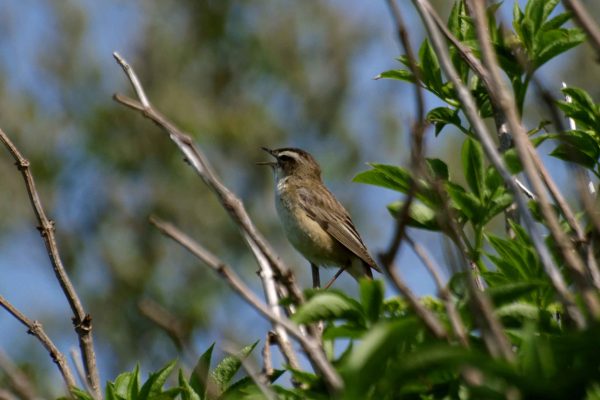sedge-warbler-singing