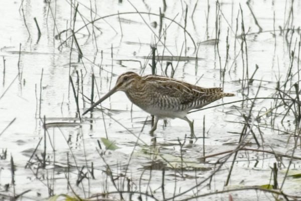 Snipe (Sergey Yeliseev)