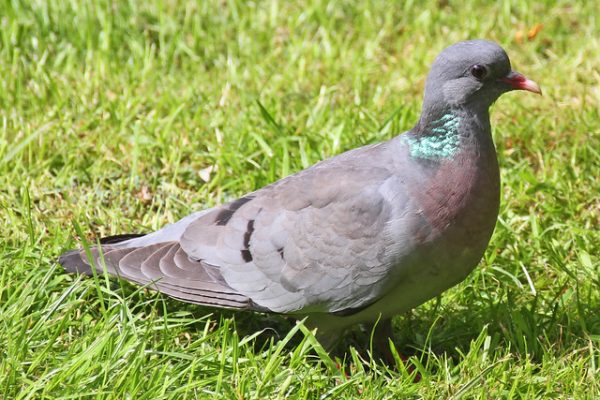 Stock Dove - BirdWatch Ireland