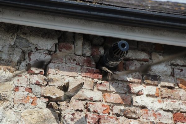 Swifts-close-to-nest-site-in-building