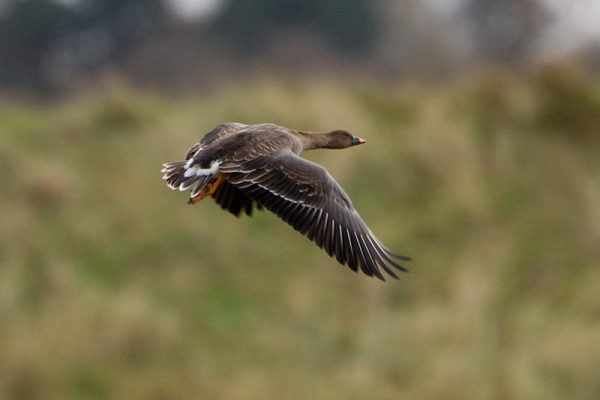 tundra-bean-goose-in-flight