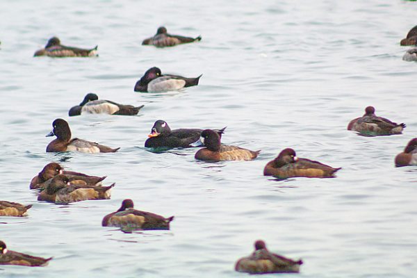 Velvet Scoter (Ken)